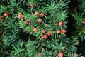 Closeup of Taxus baccata European yew with poisonous and bitter red ripened berry fruits