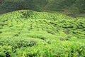 Closeup of tea bushes at tea plantation