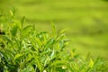 Closeup Of Tea Plants Royalty Free Stock Photo