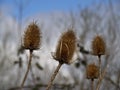 Closeup of teasel seed heads in winter Royalty Free Stock Photo
