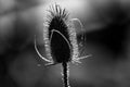 Closeup of a teasle flower head that had lost its petals and only the seed head remains. Royalty Free Stock Photo
