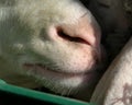 Closeup of nose and teeth of a sheep