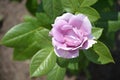 A closeup of a tender mauve rose flower, floribunda Novalis cultivar