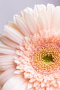 Closeup tender peach gerbera daisy flower