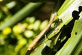 Closeup of a Tenodera aridifolia perched on a leaf Royalty Free Stock Photo