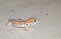 The closeup of Teratoscincus keyserlingii gecko