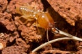 Closeup of termite