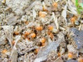 Closeup of a termite nest and hundreds of termites with white bodies and orange heads running around