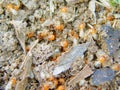 Closeup of a termite nest and hundreds of termites with white bodies and orange heads running around