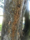 Termite nest on the trunk tree white ant