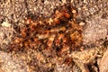 Closeup of termites defending a break in a subterranean tube