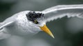 Closeup of a terns yellow eye fixated on a single target as it swiftly descends towards the oceans surface