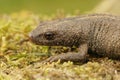 Closeup on a terrestrial gravid female Italian crested newt, Trirurus carnifex on dried moss