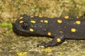 Closeup on a terrestrial juvenile of the colorful Anatloian newt, Neurergus strauchii Royalty Free Stock Photo