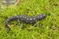 Closeup on a terrestrial  juvenile Strauch's spotted newt, Neurergus strauchii Royalty Free Stock Photo