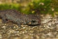 Closeup on a terrestrial juvenile of th Chinese endangered Blue-tailed, Fire-bellied Newt, Cynops cyanurus