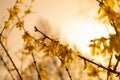 Closeup of a twig with green leaves on a woody plant