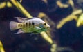 Closeup of a texas cichlid, Rio grande perch, tropical pearl colored fish, Exotic specie from the Rio grande river of texas