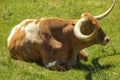 Closeup of a Texas Longhorn sitting on the grass in a zoo or safari park on a warm day