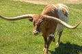 Closeup of a Texas Longhorn standing in the grass in a zoo or safari park on a warm day Royalty Free Stock Photo