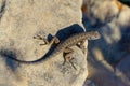 Closeup of the Texas spiny lizard, Sceloporus olivaceus. Royalty Free Stock Photo