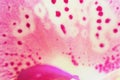 Closeup texture of beautiful orchid, floral background, pattern, wallpaper or banner design, all the wonderful moments Royalty Free Stock Photo