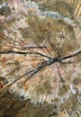 Texture of cut wood log surface for abstract background Royalty Free Stock Photo