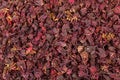 Closeup texture of dried Roselle hibiscus flowers in dark red co