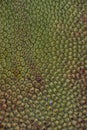 Closeup of texture of fresh raw Jackfruit at a food market Royalty Free Stock Photo