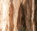 Closeup of the texture of freshly sawn wood