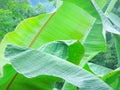 Closeup texture of green banana leaf.tropical banana palm leaves texture green background Royalty Free Stock Photo