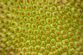 Texture of the jackfruit peel. Royalty Free Stock Photo