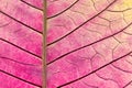 Texture with leaf veins of withered poinsettia flower Royalty Free Stock Photo