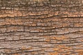 Closeup texture of old rotten wood log Royalty Free Stock Photo