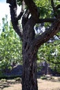 Closeup of the texture of an old trunk, in the sunny garden, Pompeii, Campania, Italy Royalty Free Stock Photo