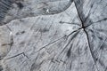 Closeup texture of old wood with cracks pattern, abstract background Royalty Free Stock Photo