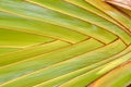 closeup texture of a palm leaf, geometric abstract background Royalty Free Stock Photo