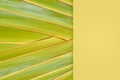 closeup texture of a palm leaf, geometric abstract background Royalty Free Stock Photo