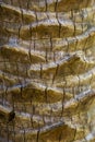 Closeup texture of a palm tree trunk, tropical nature background, Details of exotic plant species