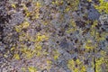 Closeup of texture of stone with green and yellow moss and lichen Royalty Free Stock Photo