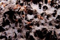 Closeup of texture, termite colony