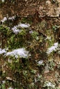 Closeup texture of tree bark with little snow. Pattern of natural tree bark background. Rough surface of trunk. Royalty Free Stock Photo