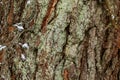 Closeup texture of tree bark with little snow. Pattern of natural tree bark background. Rough surface of trunk. Royalty Free Stock Photo