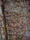 Closeup texture of tree bark. Pattern of natural brown tree bark background. Rough surface of trunk. Dirt skin of old maple wood Royalty Free Stock Photo