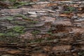 Closeup texture of tree bark. Pattern of natural tree bark background. Rough surface of trunk. Green moss and lichen on natural Royalty Free Stock Photo