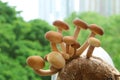 Texture of Various Size of Mature Poplar Mushrooms Grown as Urban Houseplants