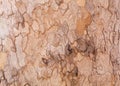 Texture of Very Old and Very Big London Plane Tree Royalty Free Stock Photo