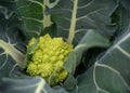 Closeup Of Textured Broccoli Romanesco Garden Plant