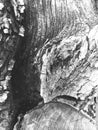 Details bark tree