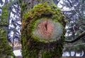 Closeup textured tree bark background with old cut branch eye and moss Royalty Free Stock Photo